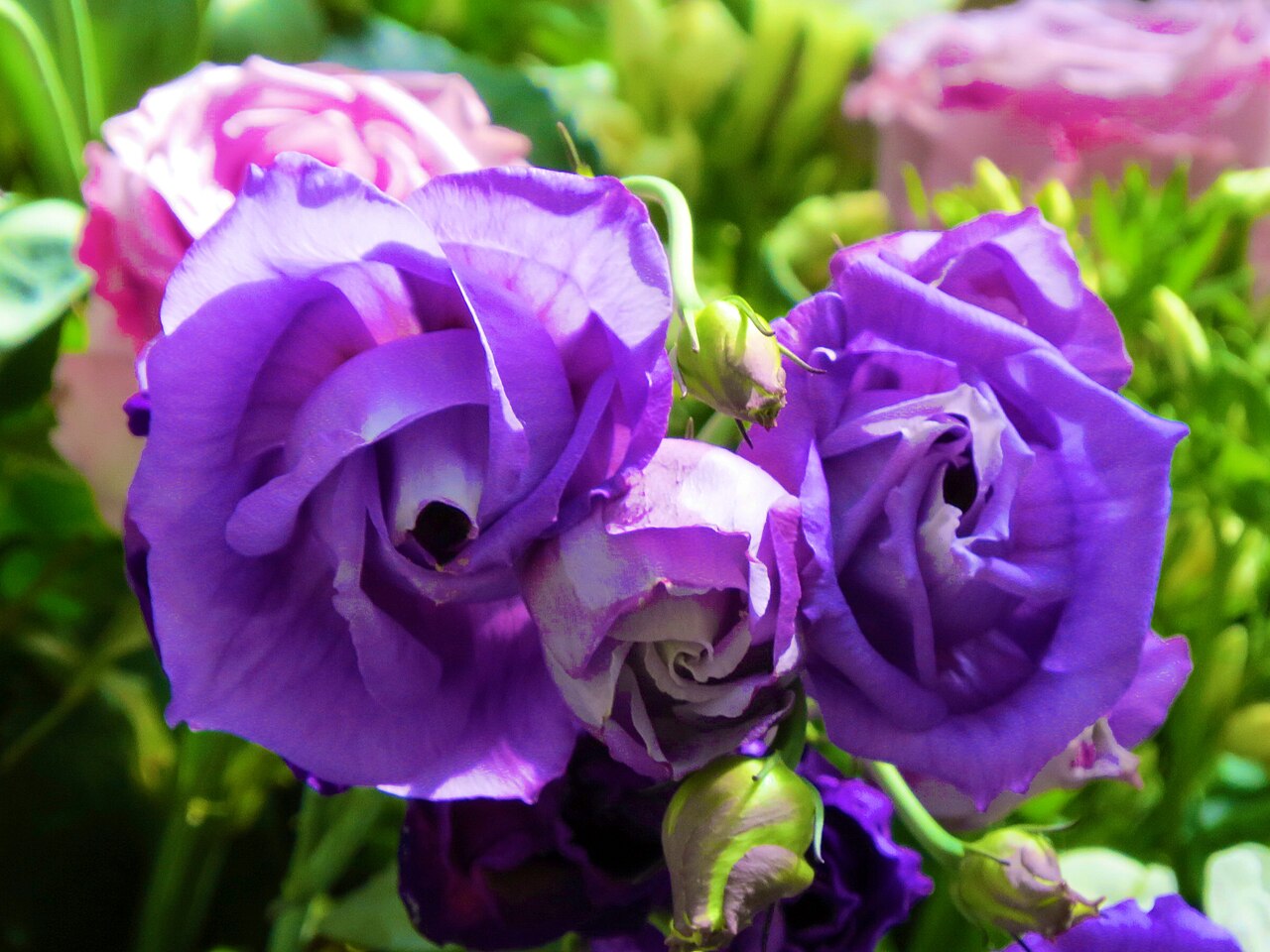 Canon PowerShot SX50 HS 作例