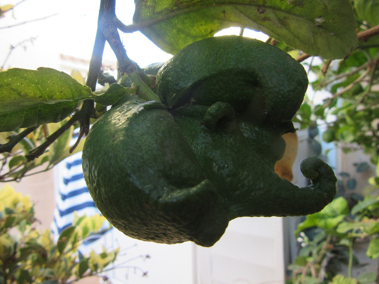 Canon PowerShot SX600 作例