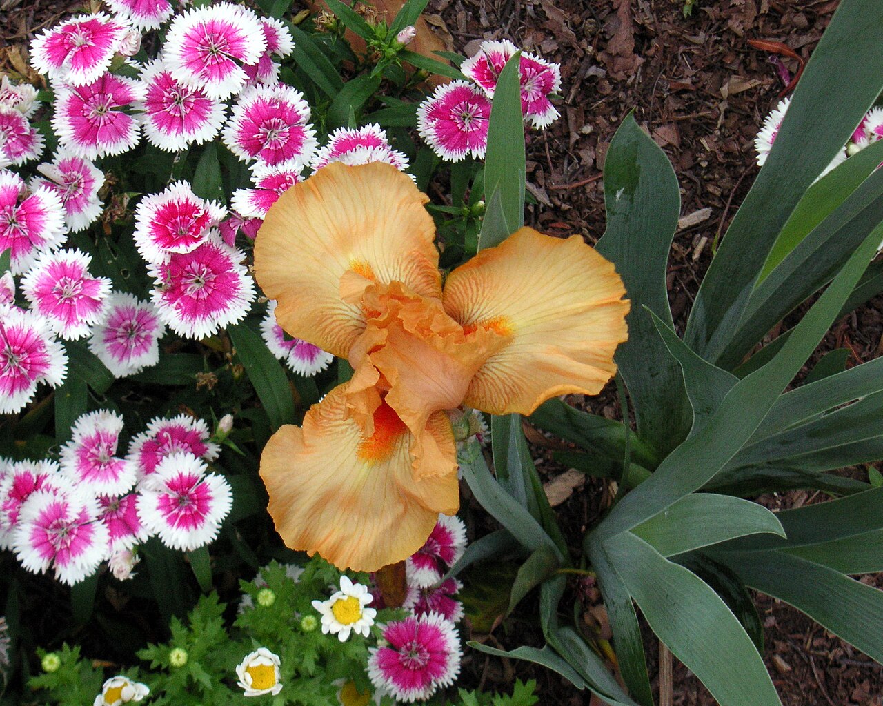 Konica Minolta DiMAGE X50 作例