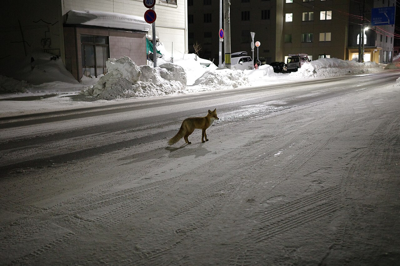 Ricoh GR IIIx 作例