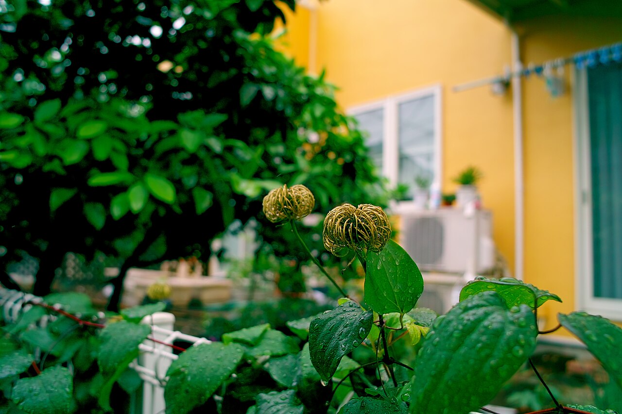 SIGMA DP1x 作例
