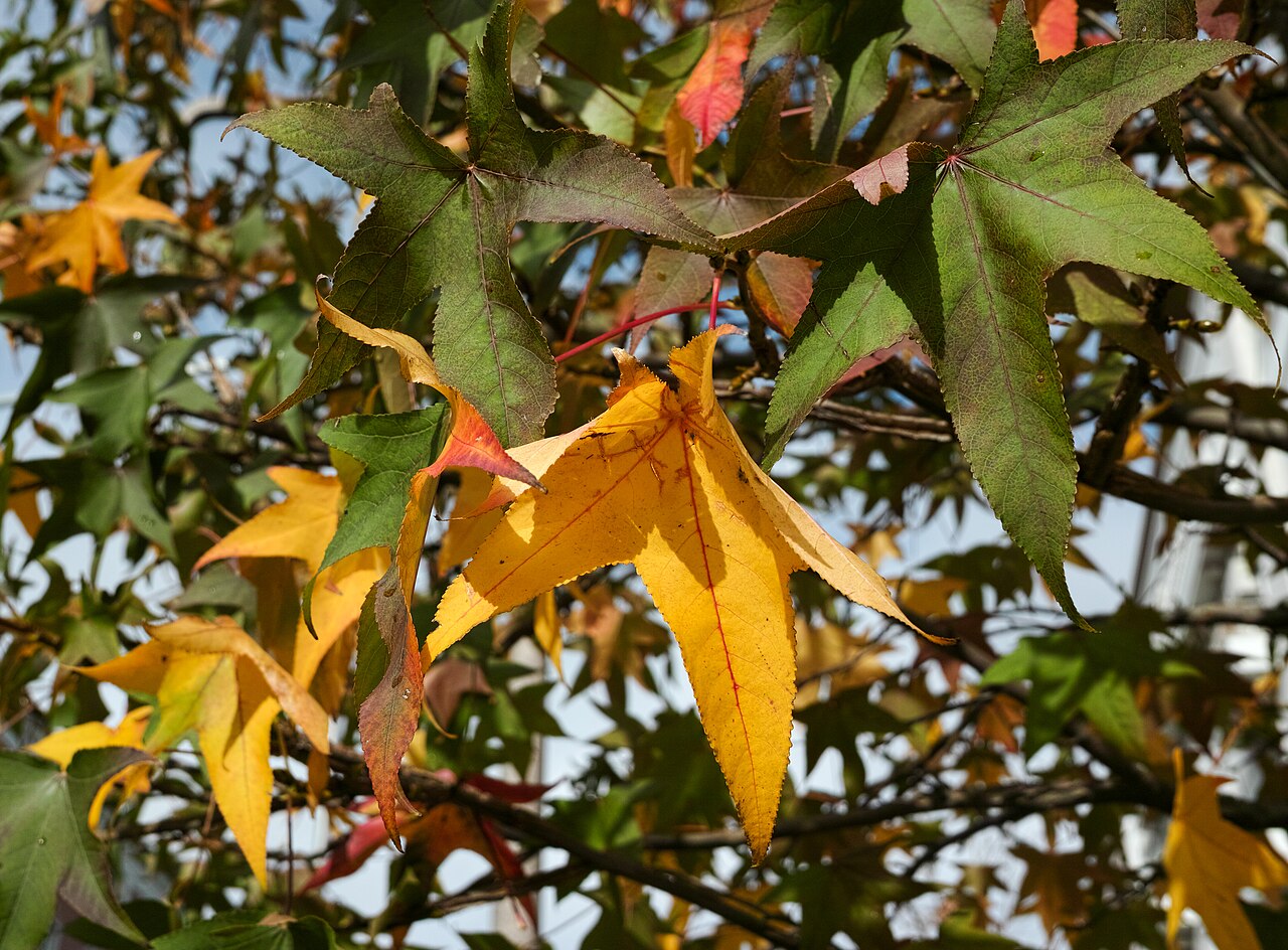 SIGMA DP2 Merrill 作例